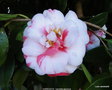 vignette Camlia ' VARIEGATA ' camellia japonica