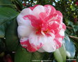 vignette Camlia ' VARIEGATA ' camellia japonica