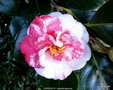 vignette Camlia ' VARIEGATA ' camellia japonica