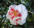 vignette Camlia ' VARIEGATA ' camellia japonica