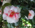 vignette Camlia ' VARIEGATA ' camellia japonica