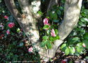 vignette Camlia ' VARIEGATA ' camellia japonica