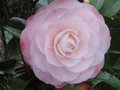 vignette Camellia japonica Desire gros plan au 21 02 11