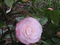 vignette Camellia japonica Desire au 21 02 11