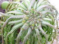 vignette Euphorbia Caput Medusae 21 02 2011 Nelde