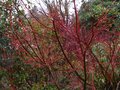vignette Acer palmatum senkaki et ses rameaux rouges au 21 02 11