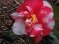 vignette Camellia japonica R.L.Wheeler variegated au 19 02 11