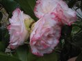 vignette Camellia japonica Margareth Davies Picottee au 19 02 11