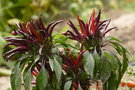 vignette Red purpurea (C. annuum)