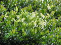 vignette Oxera oblongifolia