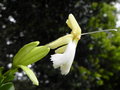 vignette Oxera oblongifolia