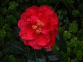 vignette Camellia reticulata Agnes de Lestaridec gros plan au 22 02 11
