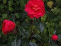 vignette Camellia reticulata Agnes de Lestaridec au 22 02 11