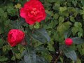vignette Camellia reticulata Agnes de Lestaridec autre vue au 22 02 11