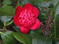 vignette Camellia japonica Bob's Tinsie au 22 02 11