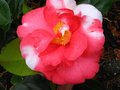 vignette Camellia japonica R.L.Wheeler variegated au 22 02 11