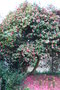 vignette Camellia japonica cv. (Parc de La Gaudinire, Nantes)