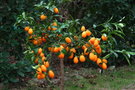 vignette Kumquat nagami (Fortunella margarita)