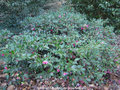 vignette Camlia ' SHISHIGASHIRA ' camellia hiemalis