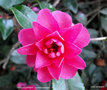 vignette Camlia ' SHISHIGASHIRA ' camellia hiemalis