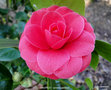 vignette camelia ' LEMICHEZII ' camellia japonica