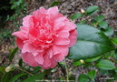 vignette Camlia ' MADAME MARTIN CACHET ' camellia japonica