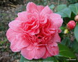 vignette Camlia ' MADAME MARTIN CACHET ' camellia japonica