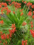 vignette Crocosmia masoniorum 'Lucifer'