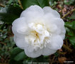 vignette Camlia ' NOBILISSIMA ' camellia japonica