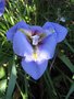 vignette Iris unguicularis = Iris stylosa