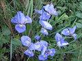 vignette Iris unguicularis = Iris stylosa