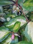 vignette Elaeagnus ebbingei variegata