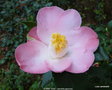 vignette Camlia ' SUNNY SIDE ' camellia japonica