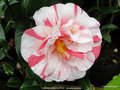 vignette Camlia ' RASPBERRY RIPPLE ' camellia japonica