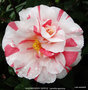 vignette Camlia ' RASPBERRY RIPPLE ' camellia japonica