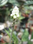 vignette Drimiopsis maculata = Ledebouria petiolata - African Hosta