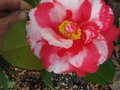 vignette Camellia japonica R.L.Wheeler variegated au 25 02 11