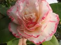 vignette Camellia japonica Margareth Davies Picottee au 25 02 11