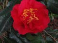 vignette Camellia reticulata Dr Clifford's Park au 25 02 11