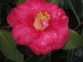 vignette Camellia japonica Lady Clare qui recommence au 24 02 11