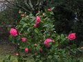 vignette Camellia williamsii Debbie au 24 02 11