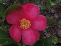vignette Camellia hiemalis Kanjiro dernières fleurs au 24 02 11