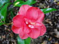 vignette Camlia, semis de camellia