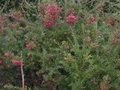 vignette Grevillea rosmarinifolia immense au 24 02 11