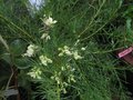 vignette Grevillea gracilis alba au 24 02 11