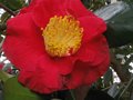 vignette Camellia japonica Grand prix au 26 02 11