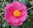 vignette Camlia ' CARQUEFOU ' camellia japonica