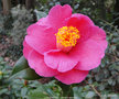 vignette Camlia ' CARQUEFOU ' camellia japonica