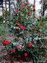 vignette Camlia ' MOSHIO ' camellia japonica