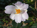 vignette Camlia ' WINTON ' camellia hybride